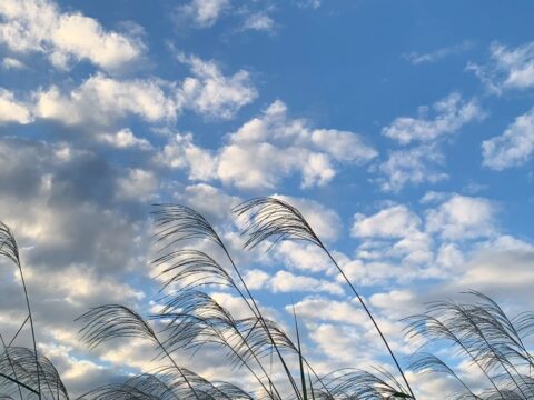 おぎの美術館「第45回緑の都市賞　国土交通大臣賞」受賞！　